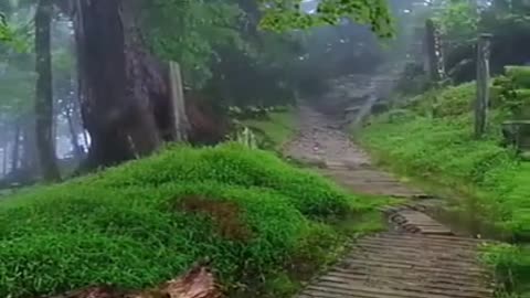 Beautiful forest with loaded of greenery