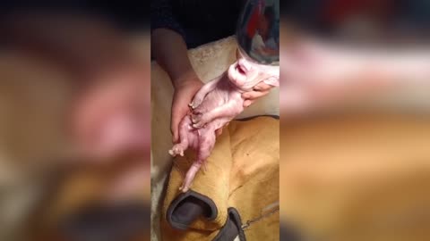 Mutant Piglet Born With Trunk Like Elephant 02