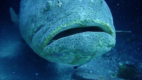 Goliath Grouper Aggregation in Florida