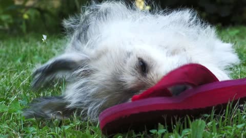 Veja por que seu cachorro está comendo cocô e como conter esse comportamento.