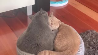 Two Cats, One Bed and a Whole Lot of Love