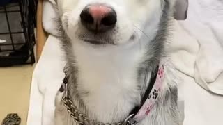 Rescue Husky Smiles