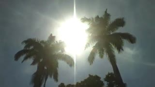O sol brilha intensamente sobre 2 palmeiras no parque, linda paisagem [Nature & Animals]