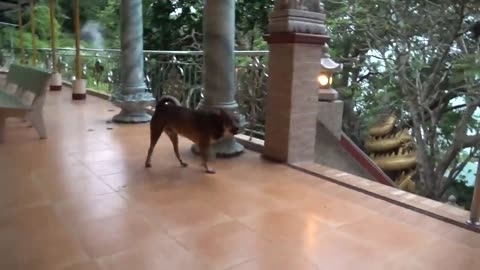 See how hilariously the dog is barking