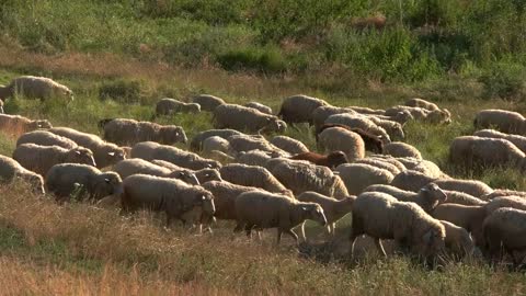 Group of sheep is walking. Herd of animals. Earn money on selling wool. Big obedient flock