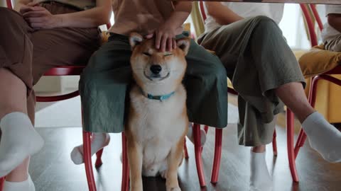 Petting a pet dog under the table