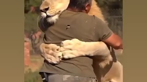 Lion to men