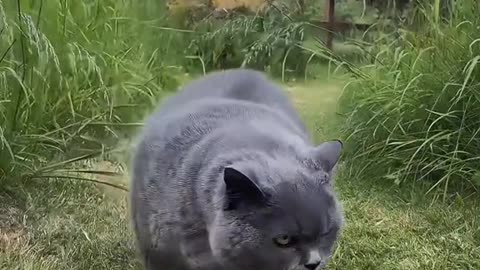 Dancing Cat