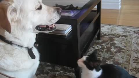 dog and cat playing together or fighting vedio
