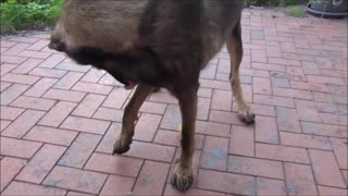 Dog confuses harmless apple for tennis ball **