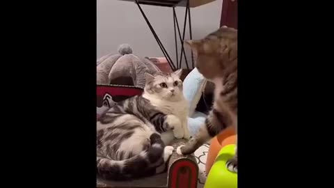 New funny video animals cats and dog
