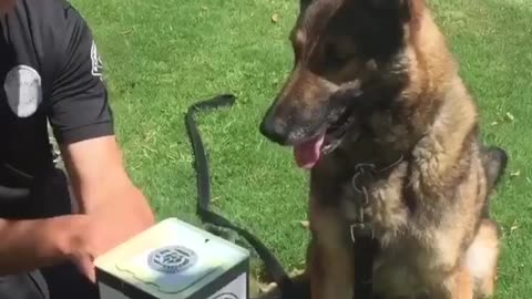 K9 German Shepherd Doesn't Like To Play With 'Jack in the Box'