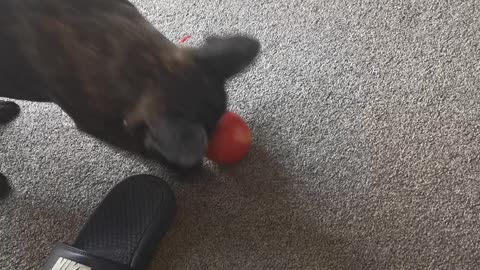 French Bulldog Plays With Apple Instead Of Eating It