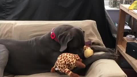 Blue Great Dane Dog Funny Videos 150 - The Great Dane Puppies Video - Great Dane Compilation