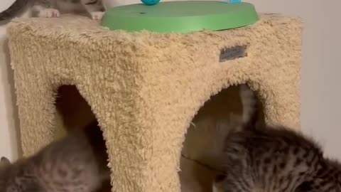 Cats with new funny video 2022 | cute cats, cute cats funny video 2022