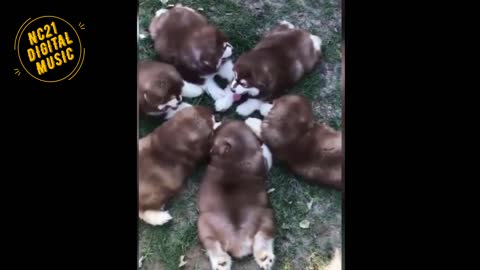 Funny Videos of Puppies Dogs, Cats at Play, Animals 12