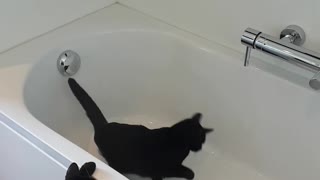 Curious Kitties Slip In The Tub