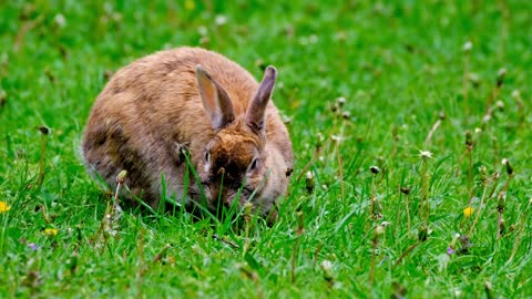 What does rabbits like to eat?