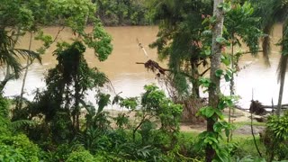 21.1.2024 Barron River Esplanade, Kuranda