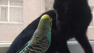 Kitty and Budgerigar Best Friends