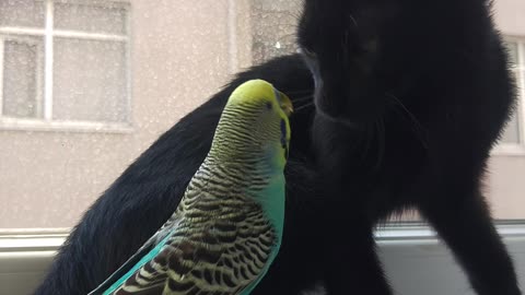 Kitty and Budgerigar Best Friends