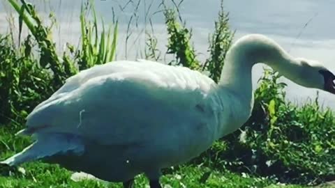 Beautiful swan by the lake