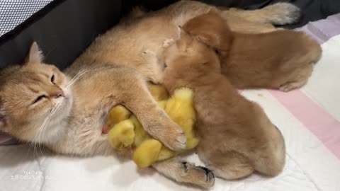 This strange cat mother is so funny and cute, the cat acts as a duck mother🤣.Cute kittens ducklings