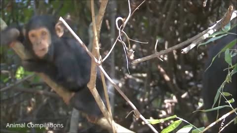 Cute and Cuddly Chimpanzees