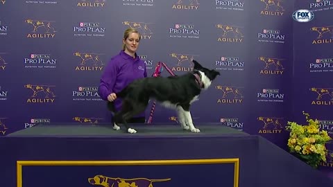 P!nk the border collie wins back-to-back titles at the WKC Masters Agility _ FOX SPORTS