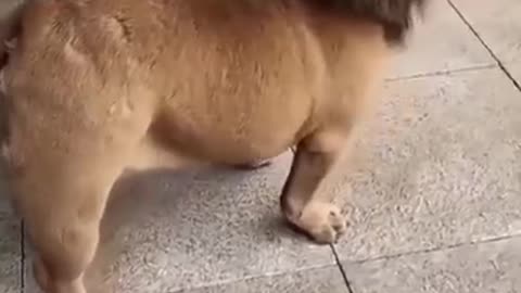 Entertaining And Funny Lion like Dog Video