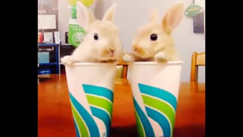 Cutest Bunnies Of The Week - In 30 seconds, this cute animal compilation will make you