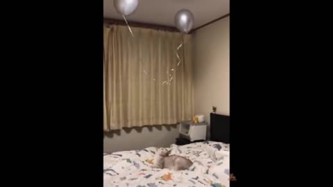 Cats VS Balloons 😂🎈 Funny Cats Playing With Balloons