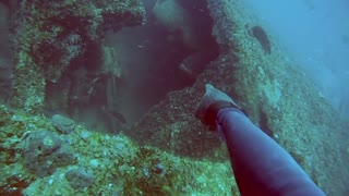 Spear Fisherman Dragged by Goliath Grouper