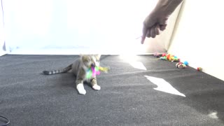 Hunter Cat Chases the Feather Toy