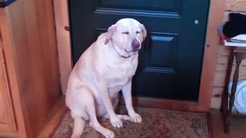 Super Cool Guilty Dog Video _guiltydog