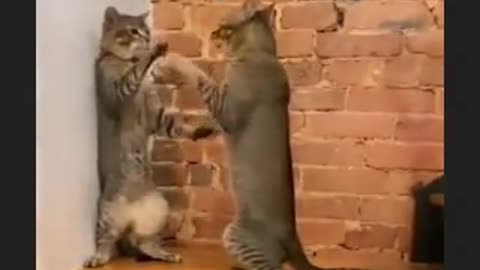 Cat funny moments 2022