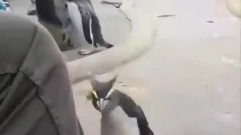 Funny penguin is a little overactive