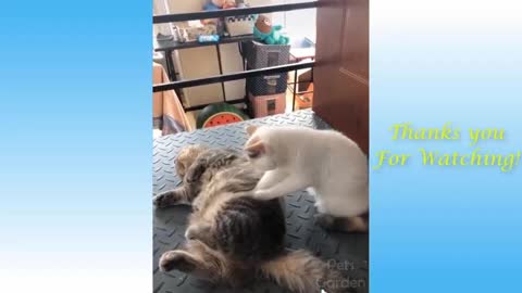 kitten relaxing with massage