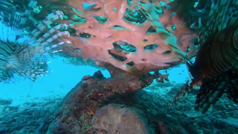 Okinawa Diving: Coral Bonsai
