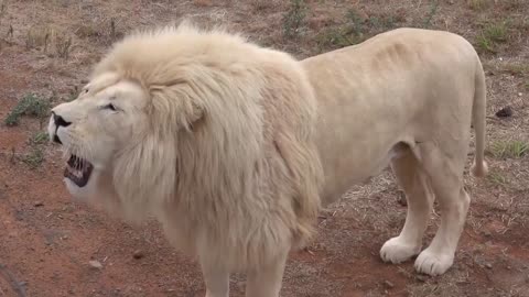 The Biggest White lion