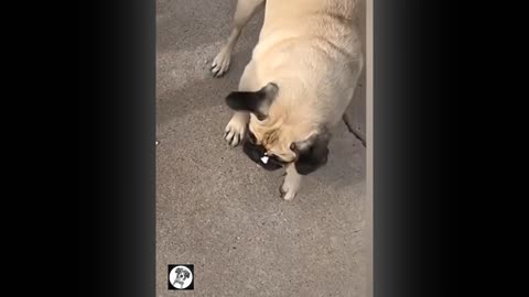 Funny pugs