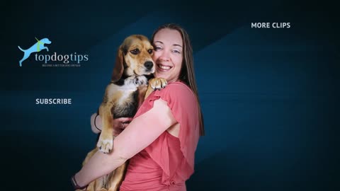 Dog training video