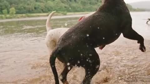 two dogs cuddling each other