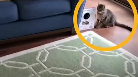 Cat Pulls Magic Trick On Dog Brother | The Dodo