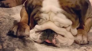 Sleeping bulldog must be on a brisk walk in his dream