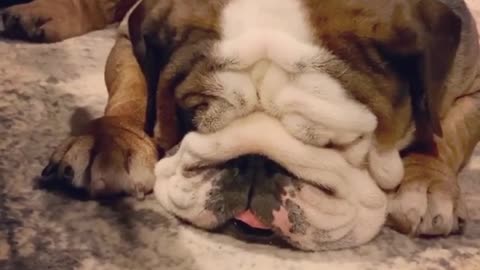 Sleeping bulldog must be on a brisk walk in his dream