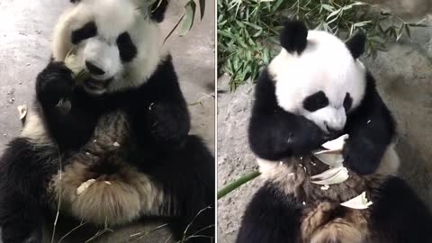 Giant pandas compete to eat