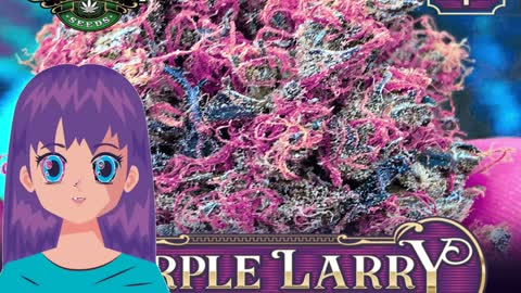 Purple Larry – Greenpoint Seeds