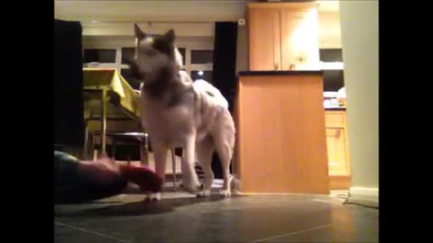 Incredible dog tricks by Mika the Siberian husky HD