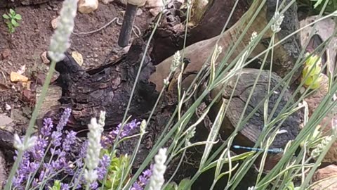 An unusual blue dragonfly in my lavender garden. I wonder if you'll notice this little dragonfly?!